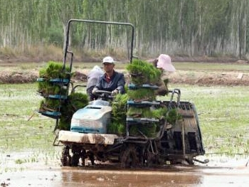  新疆喀什市万亩“海水稻”插秧工作全面展开