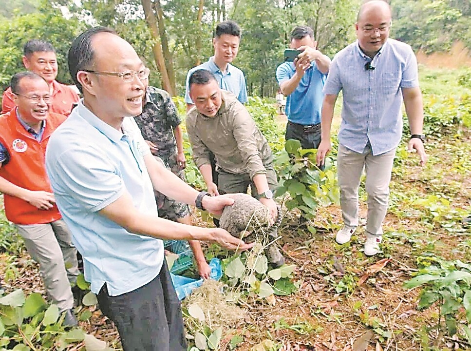 广东省樟木头林场又见穿山甲 断奶小崽出发找新家