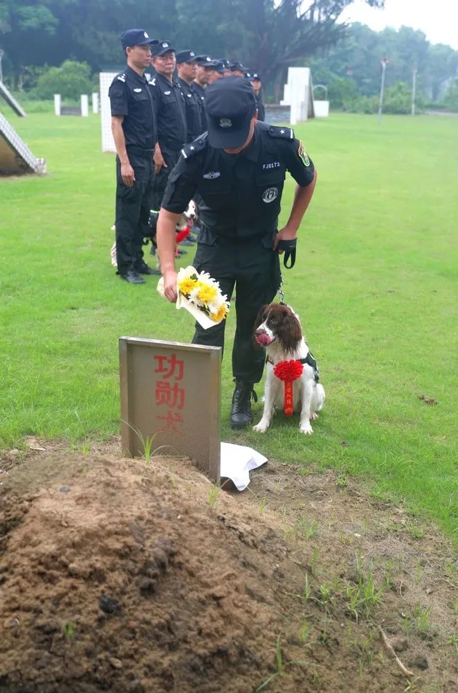 甘肃警察职业学院警犬图片