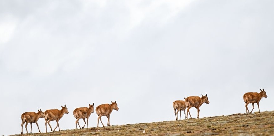  可可西里藏羚羊进入迁徙高峰