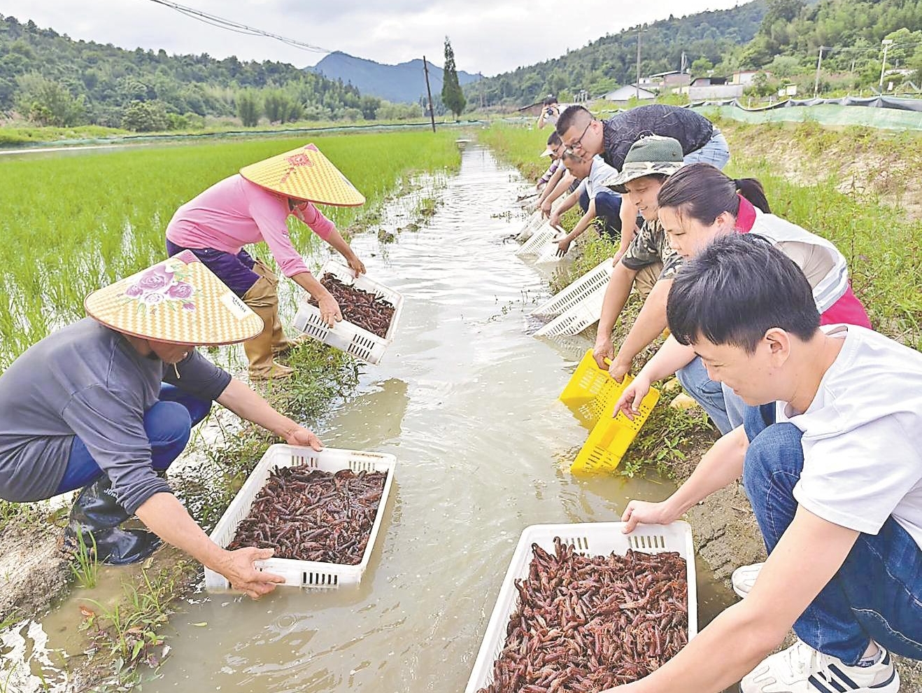 韶关洛阳镇大力推广稻虾综合种养模式助农增收