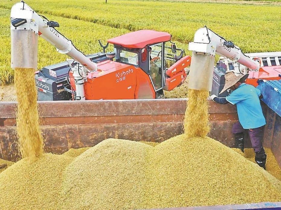 广东水稻产区夏收时节 各地抢抓晴好天气收割早稻