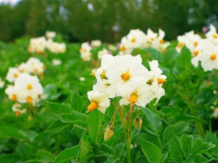  西藏南木林县：“艾玛土豆”绽放希望之花