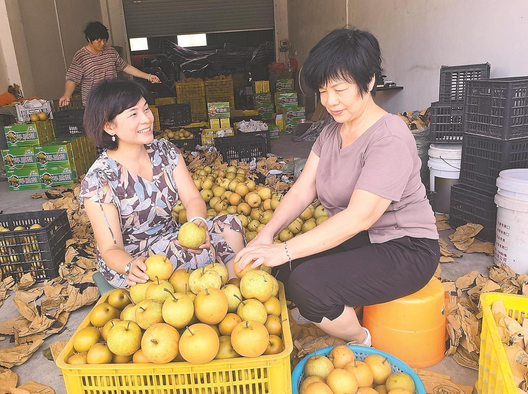 肇庆封开万亩早脆梨上市 订单源源不断