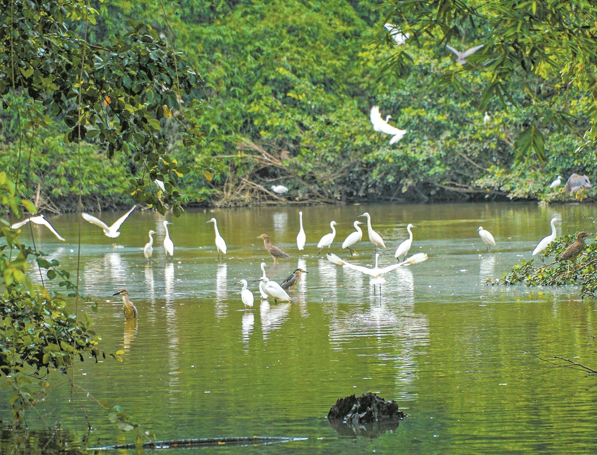   Qichao Hometown · Bird Paradise Cultural Tourism Area: "Pearl" of Overseas Chinese Cultural Tourism, Ecological Humanity and Beauty