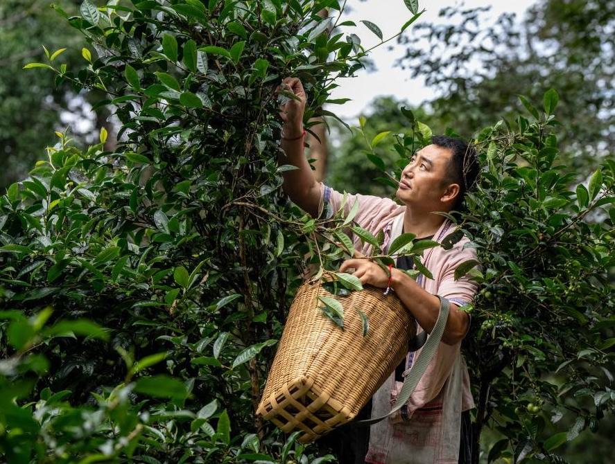  Jingmai Mountain in Yunnan: Tea is more prosperous today