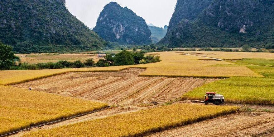  金秋好“丰”景