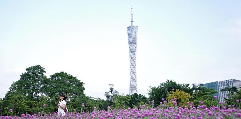  广州宏城公园千日红花海吸引游人