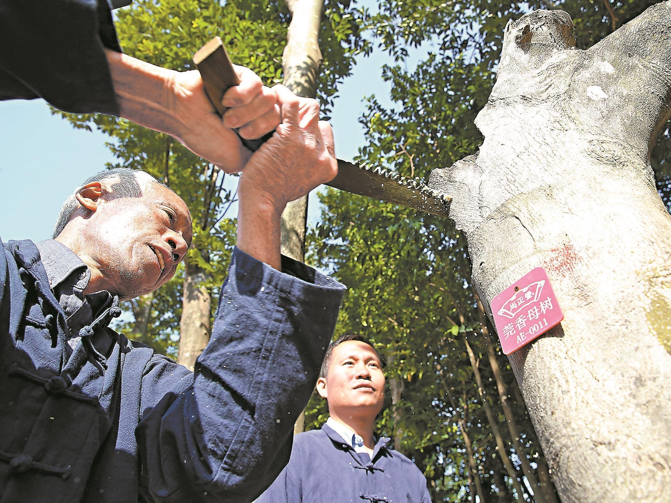 东莞：文化多维加持 产业“出圈”加速