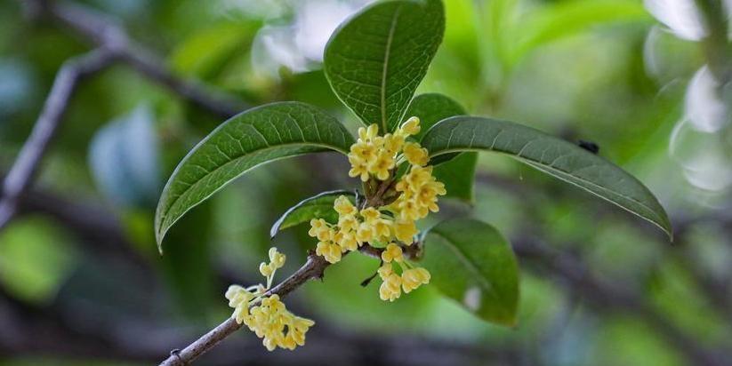  龙年秋来晚，桂花吐艳比去年推迟16天