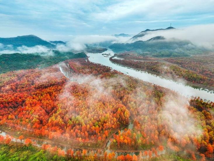  湿地红杉林 冬景美如画