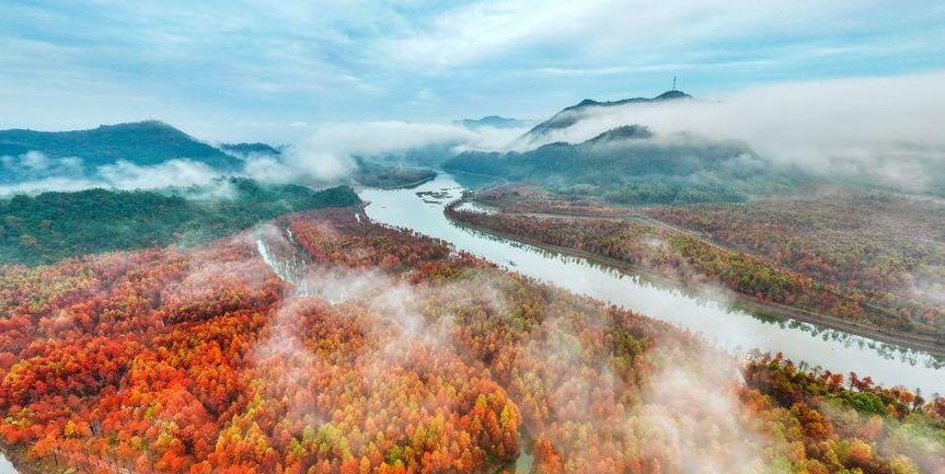  湿地红杉林 冬景美如画