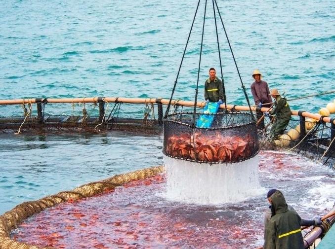  广西北海深海养殖迎来收获季