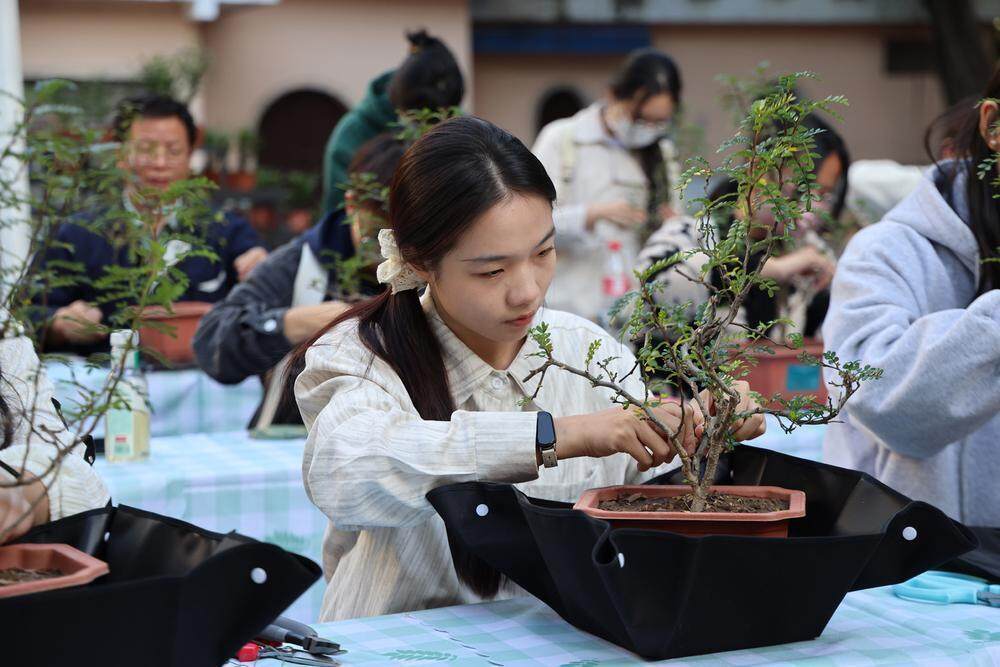 岭南盆景养护管理有何注意事项？广州醉观公园大师讲JN江南官网堂开讲(图5)