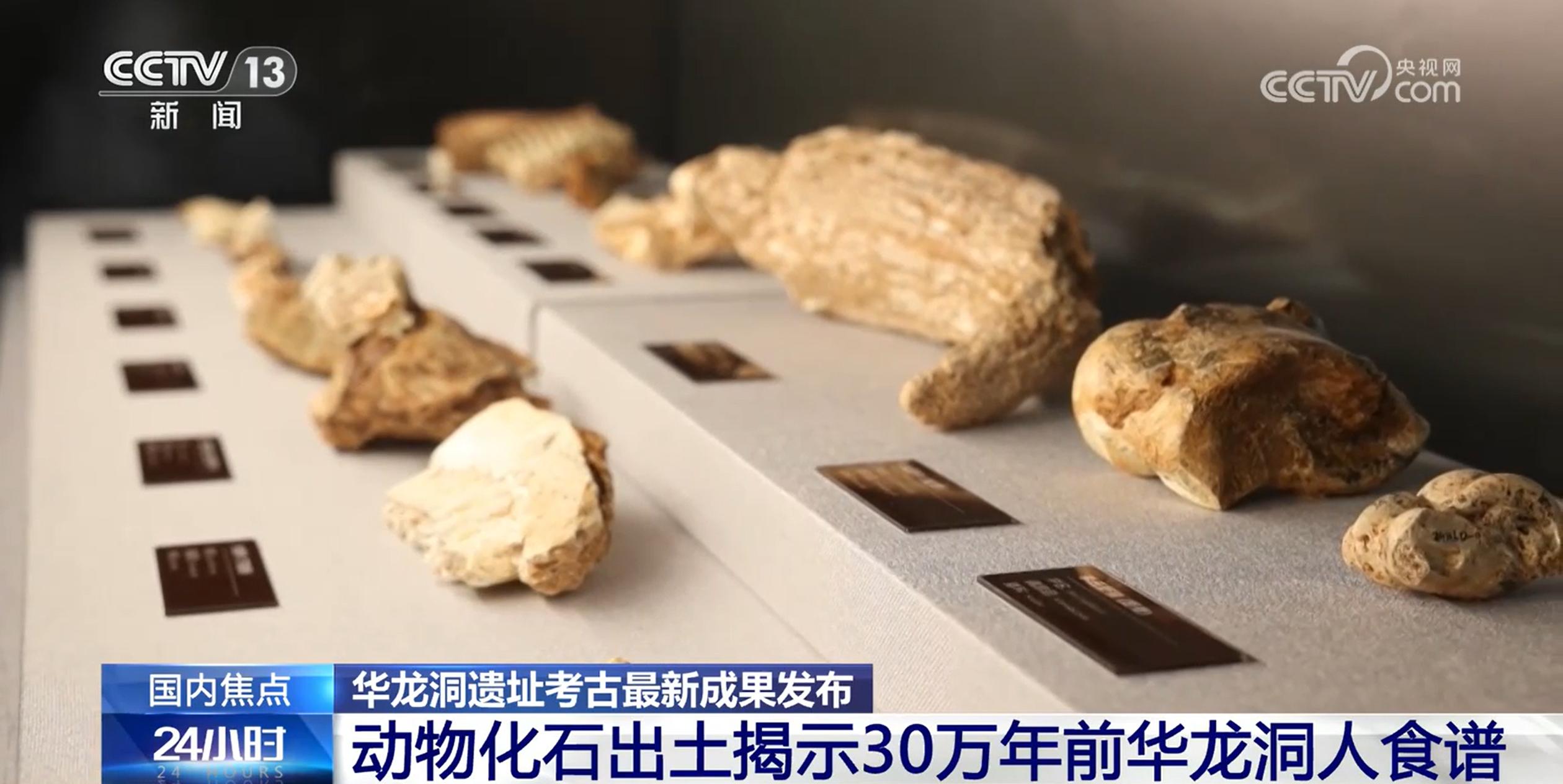 30万年前的古人类喜欢吃什么？动物化石出土揭示华龙洞人食谱