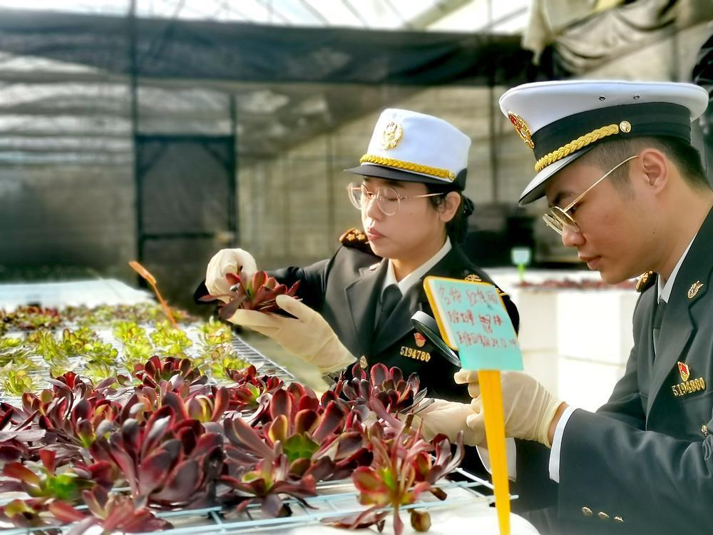 一竞技网址实现零的突破广州从化：1500株莲花掌“绽放”海外(图1)