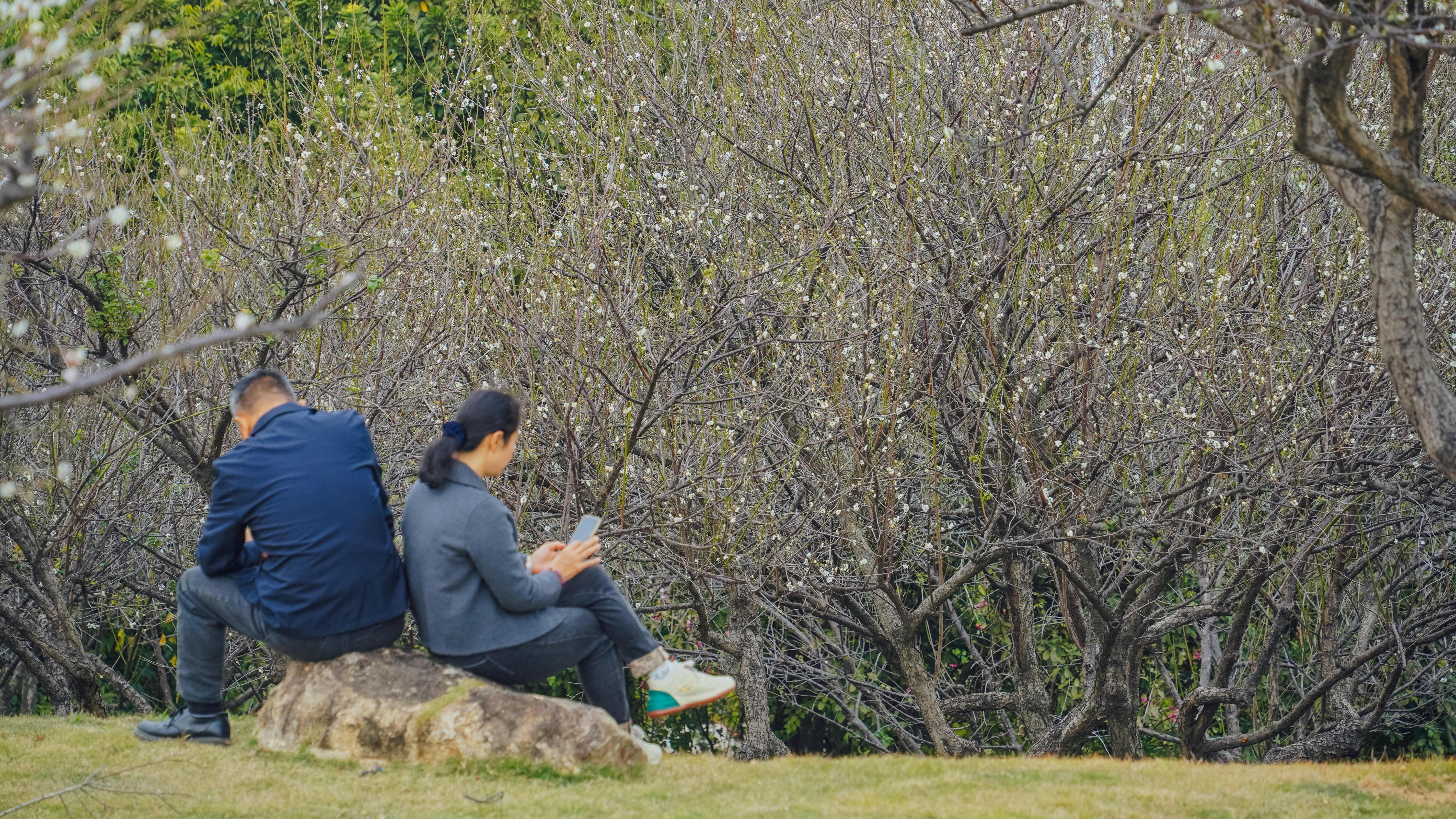  图集｜踏“雪”寻梅，广州梅花开
