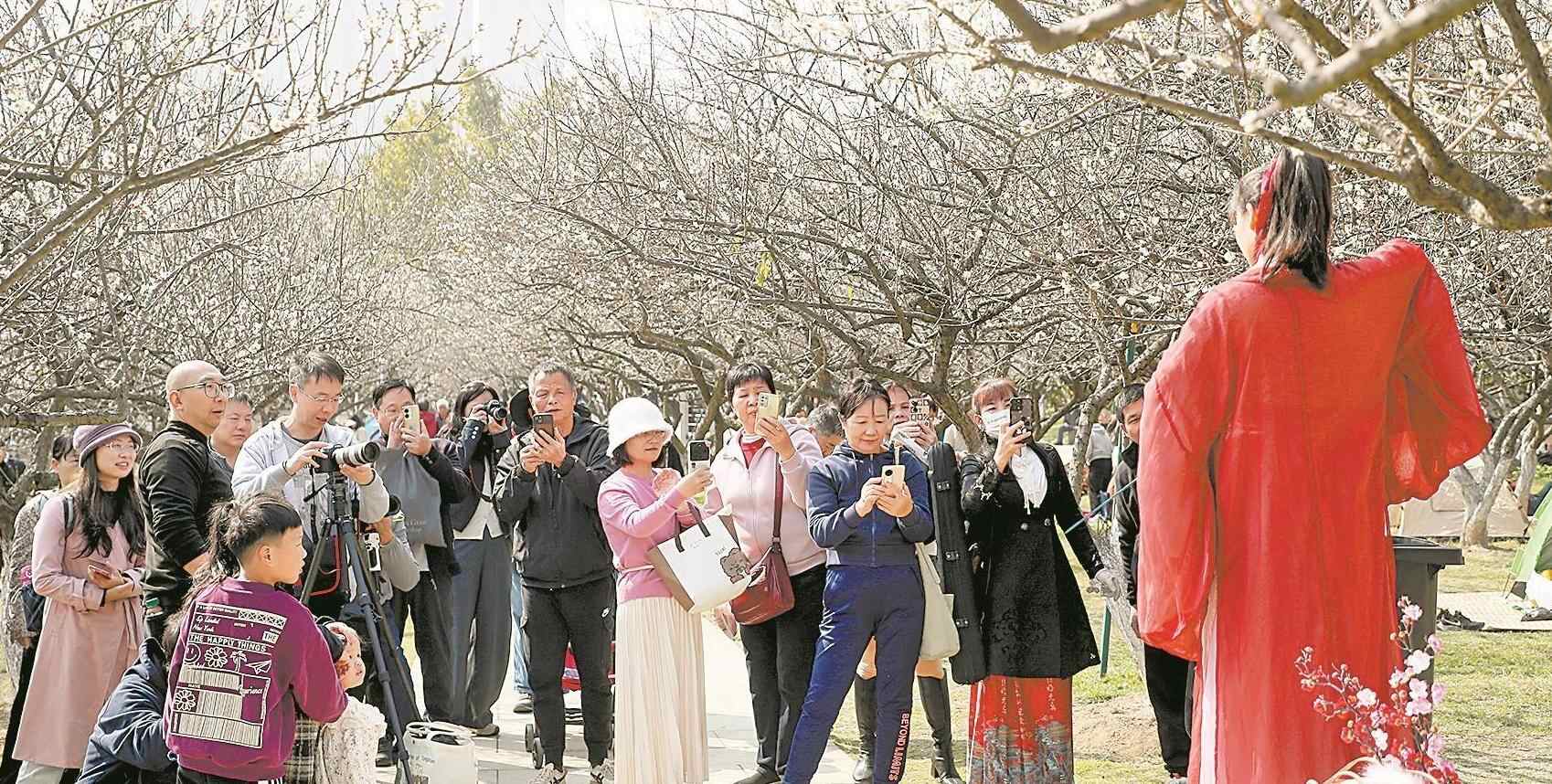  2025萝岗香雪文化季开幕 “十里梅林”又飘香