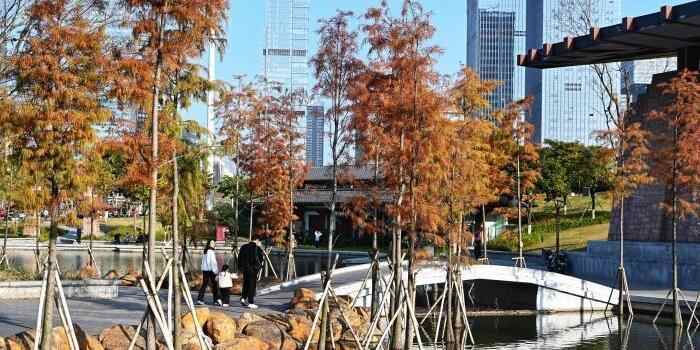  佛山落羽杉渐红吸引游客