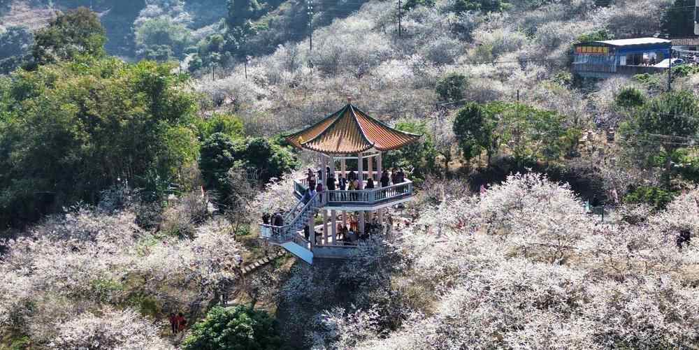  10万株梅花竞相盛放！广州流溪河梅花迎来最佳赏花期