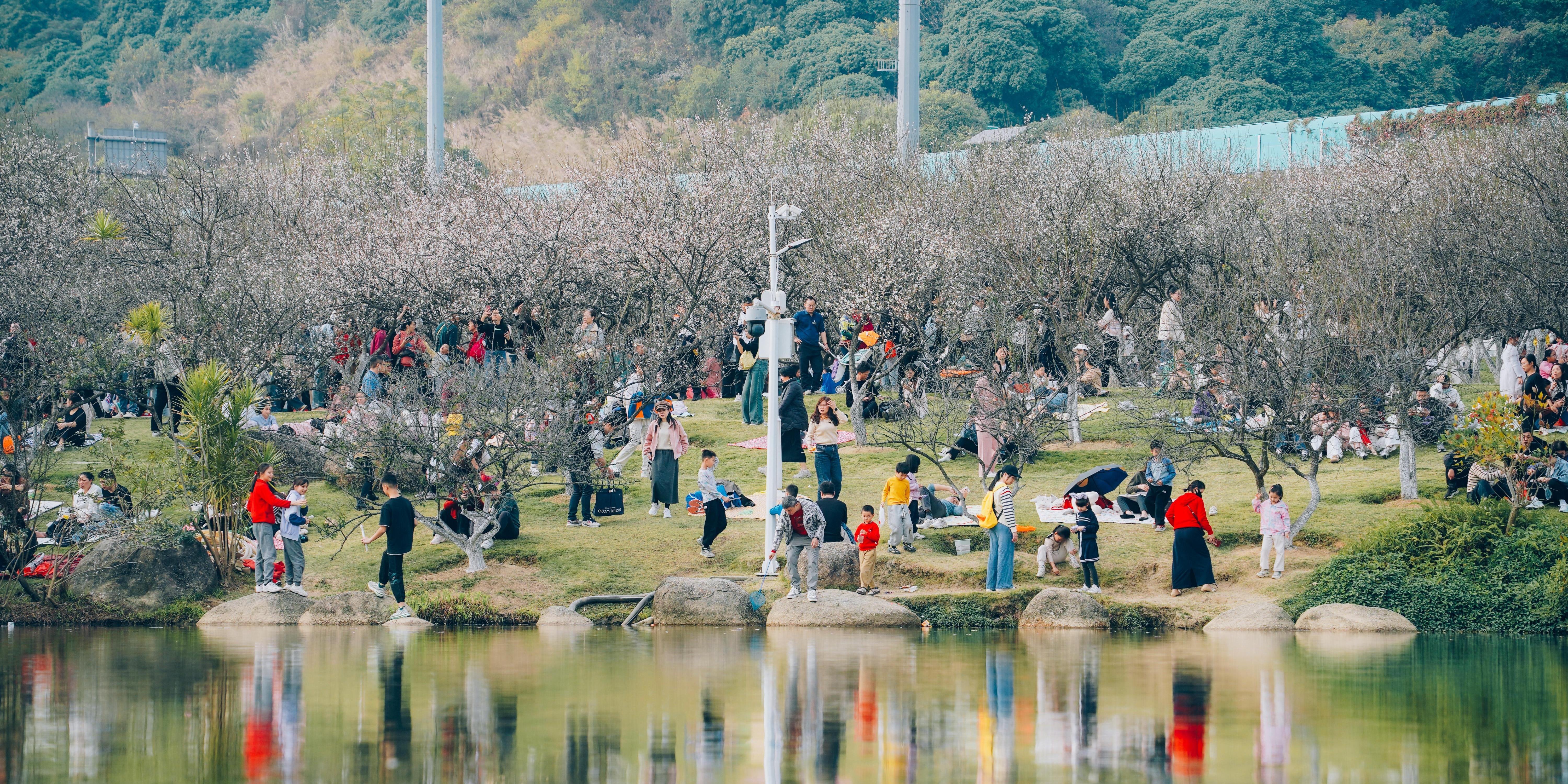  图集｜快来打卡广州人的专属“雪景”，萝岗香雪公园梅花开