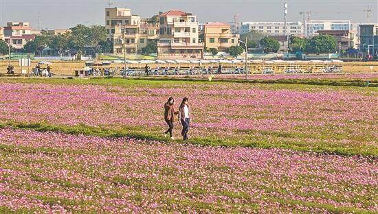 中山南朗崖口村：600亩格桑花开缤纷满目