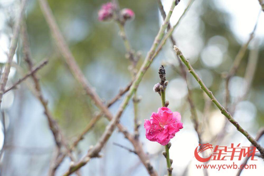 图集｜荔湾东石桃花准备上市花6686体育平台农忙前忙后精心呵护(图11)