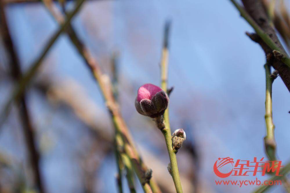 图集｜荔湾东石桃花准备上市花6686体育平台农忙前忙后精心呵护(图8)