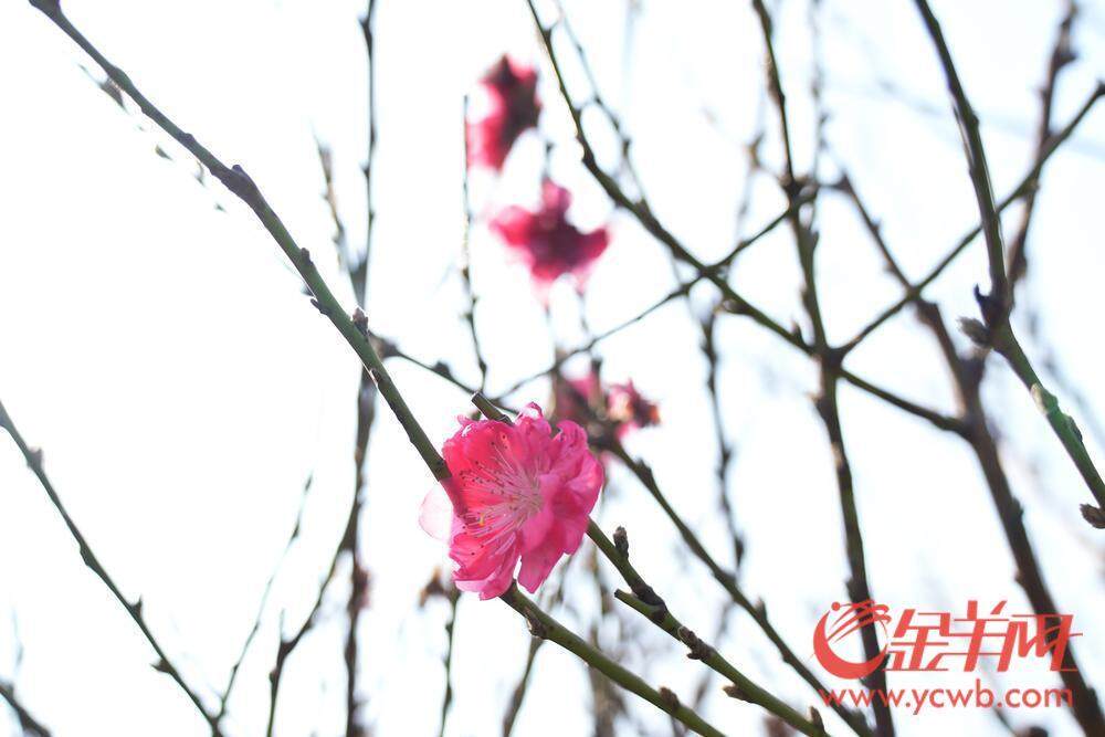 图集｜荔湾东石桃花准备上市花6686体育平台农忙前忙后精心呵护(图10)