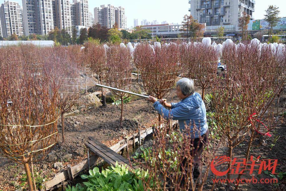 图集｜荔湾东石桃花准备上市花6686体育平台农忙前忙后精心呵护(图9)