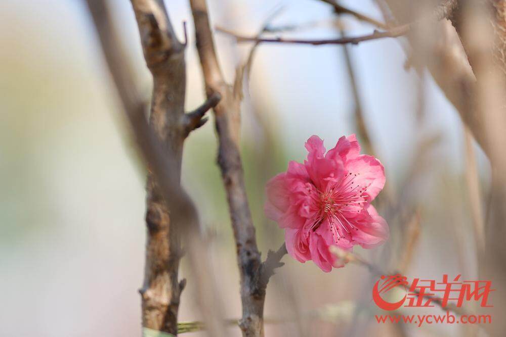 图集｜荔湾东石桃花准备上市花6686体育平台农忙前忙后精心呵护(图3)