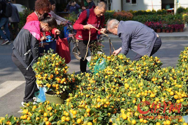 图集｜“水陆空”年味齐放广州荔湾邀你共赏永不落幕花市盛宴一竞技官网(图8)