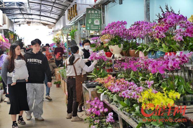 图集｜“水陆空”年味齐放广州荔湾邀你共赏永不落幕花市盛宴一竞技官网(图7)