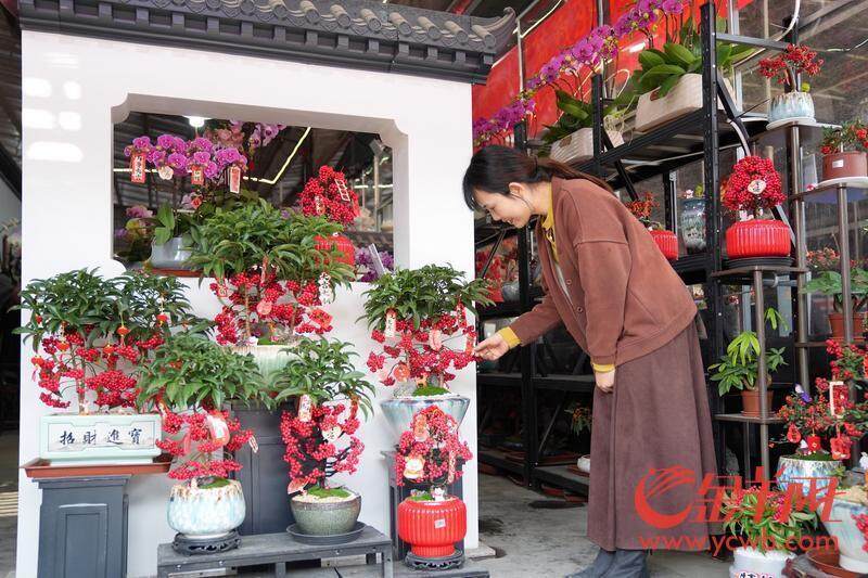 图集｜“水陆空”年味齐放广州荔湾邀你共赏永不落幕花市盛宴一竞技官网(图6)