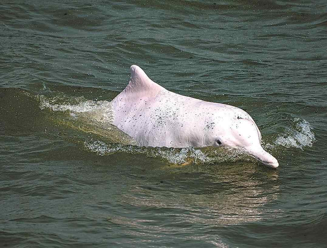寻迹中华白海豚：“海上大熊猫”与中山的不解之缘