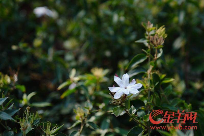 欧博体育图集｜建设美“荔”生态廊道擦亮城市幸福底色｜聚“荔”新发展⑯(图8)