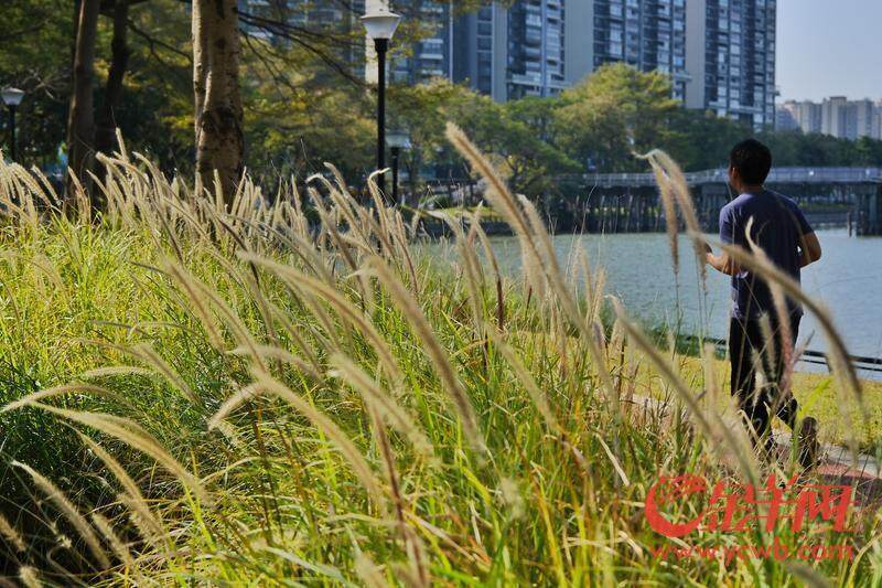 欧博体育图集｜建设美“荔”生态廊道擦亮城市幸福底色｜聚“荔”新发展⑯(图5)