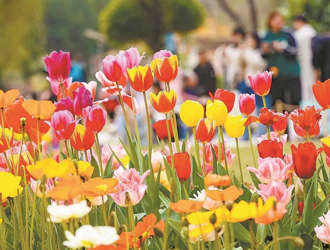2025云台花园郁金香花展今日开展 12万株郁金香盛放