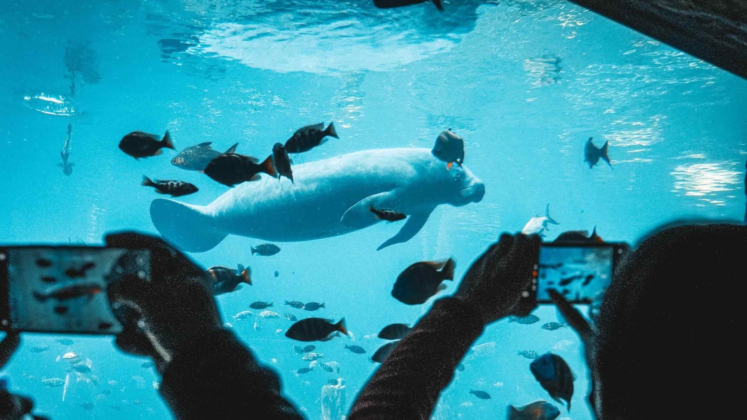 【请到广东过大年】过年来广东看海洋动物