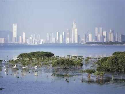 省林业局 | 广东：绿美崛起正当时 生态文明绘华章 