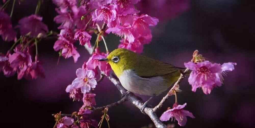 图集 | 玉兰与樱花共绽,流溪河国家森林公园开启早春浪漫之旅