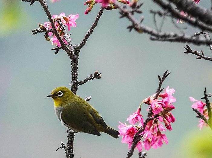  广西南宁：小鸟“戏”花春意闹