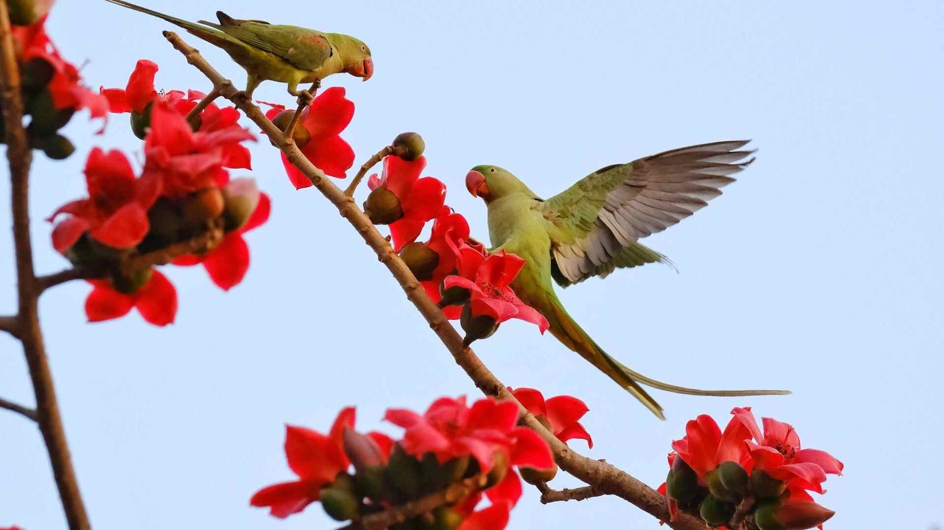秋明拍花｜木棉花开百鸟来，流花湖畔赴一场“春日盛宴”｜文化中国行