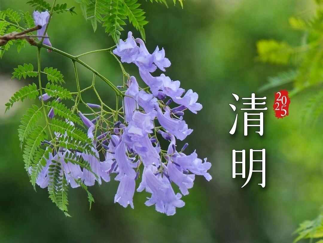 一霎清明雨 李军邀您共赏非遗黄沙蚬中的疍家春韵