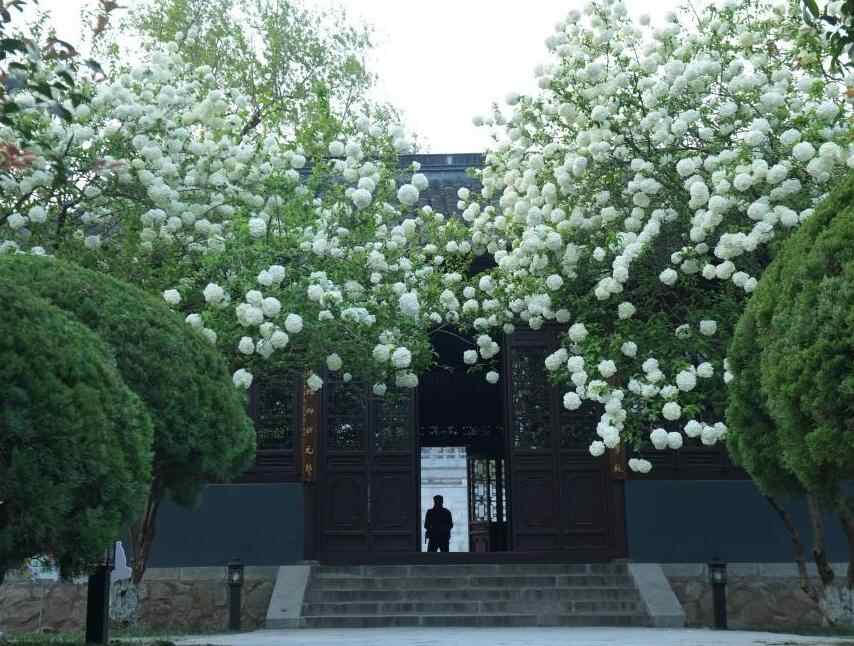 文化中国行｜春花古建两相宜·崇正书院重新开放，小长假游人争睹“最火”木绣球