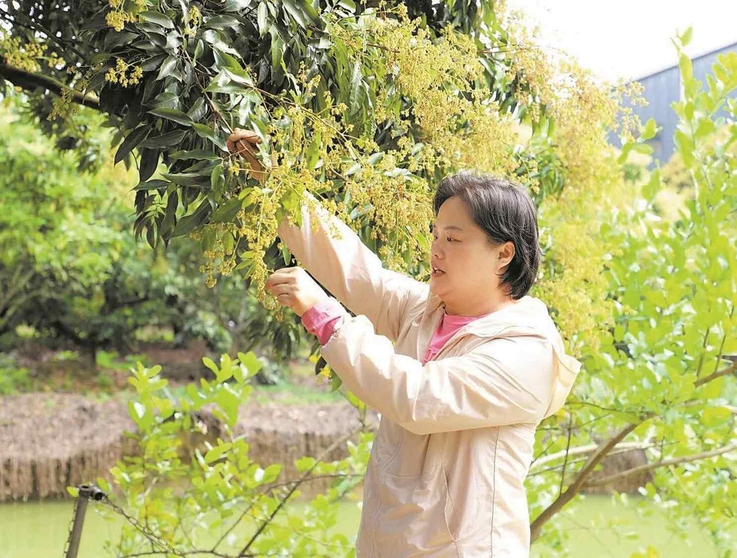 多品种成花率达九成 东莞荔枝将于6月集中上市
