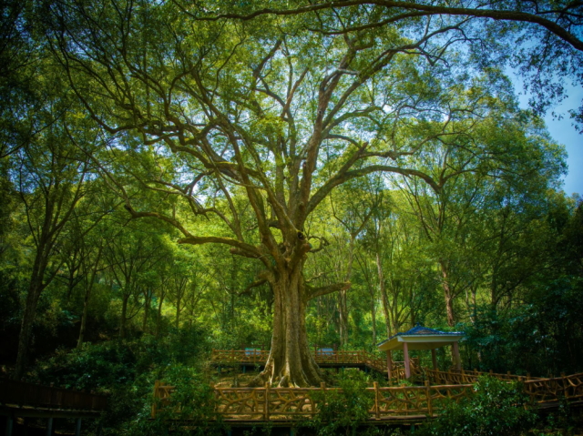 Zhaoqing Red Cone King：看着千年前的古老树木和阅读