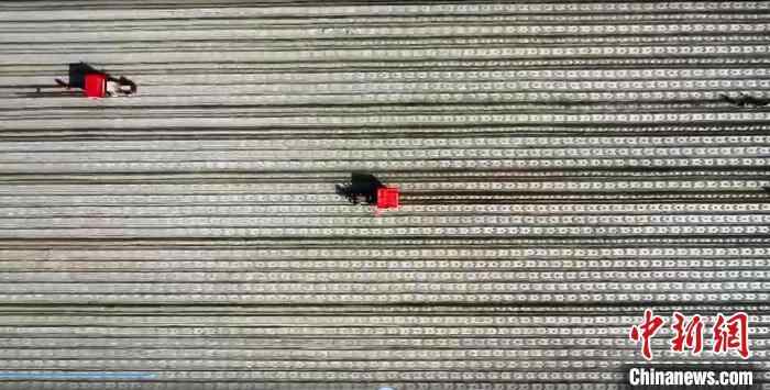 新疆：机械化有助于有效，准确的植物辣椒