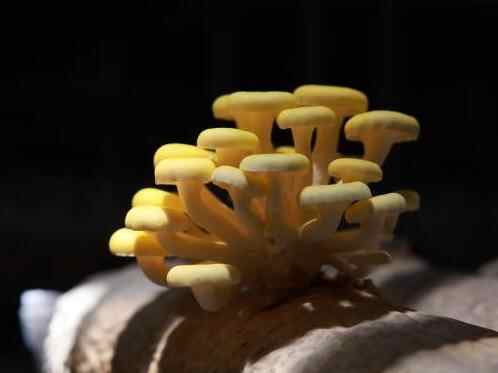  浙江庆元：食用菌采收忙