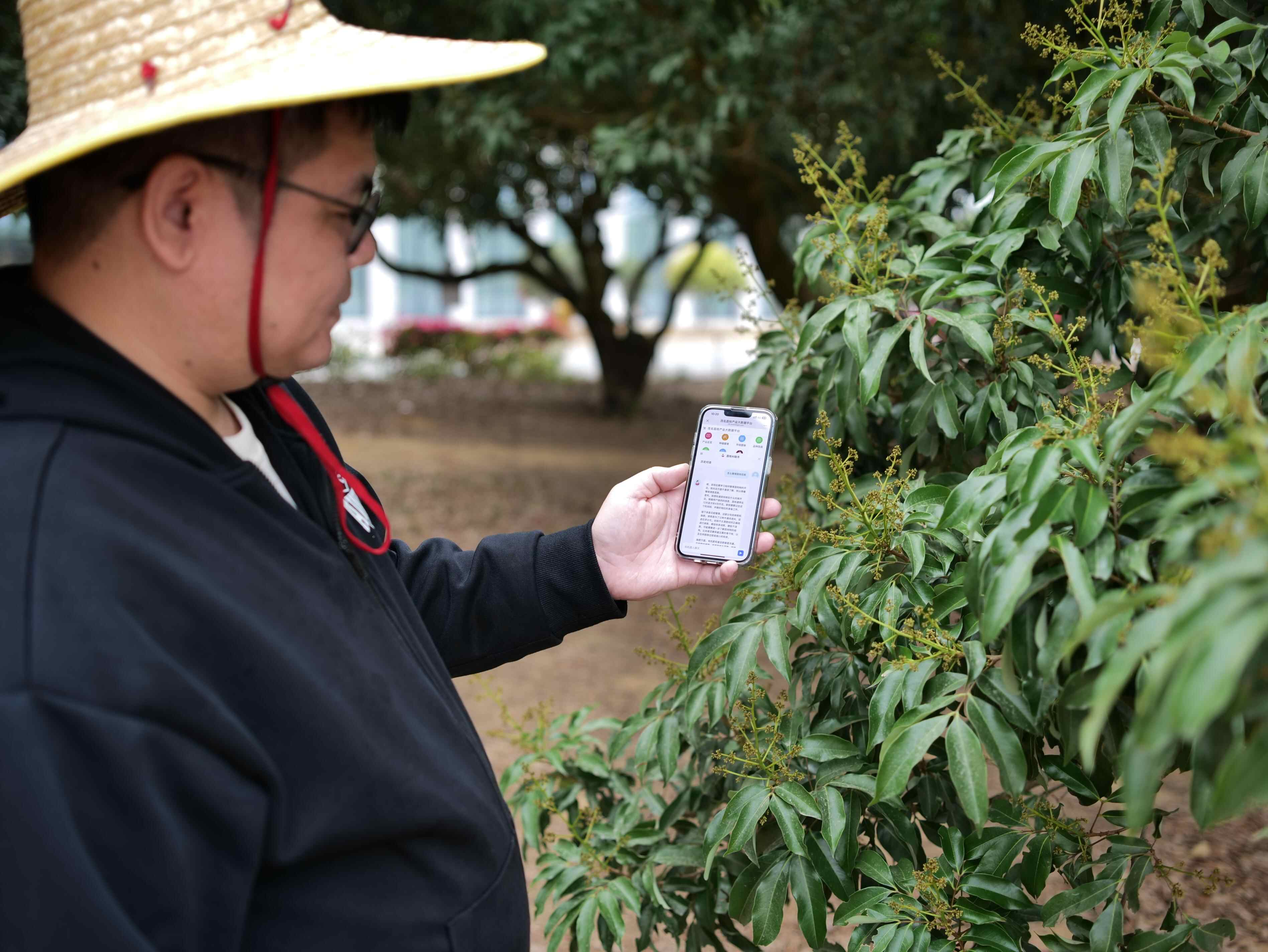 茂名荔枝抢“鲜”看①：手机变农具 “小问题找AI，大问题连线专家”